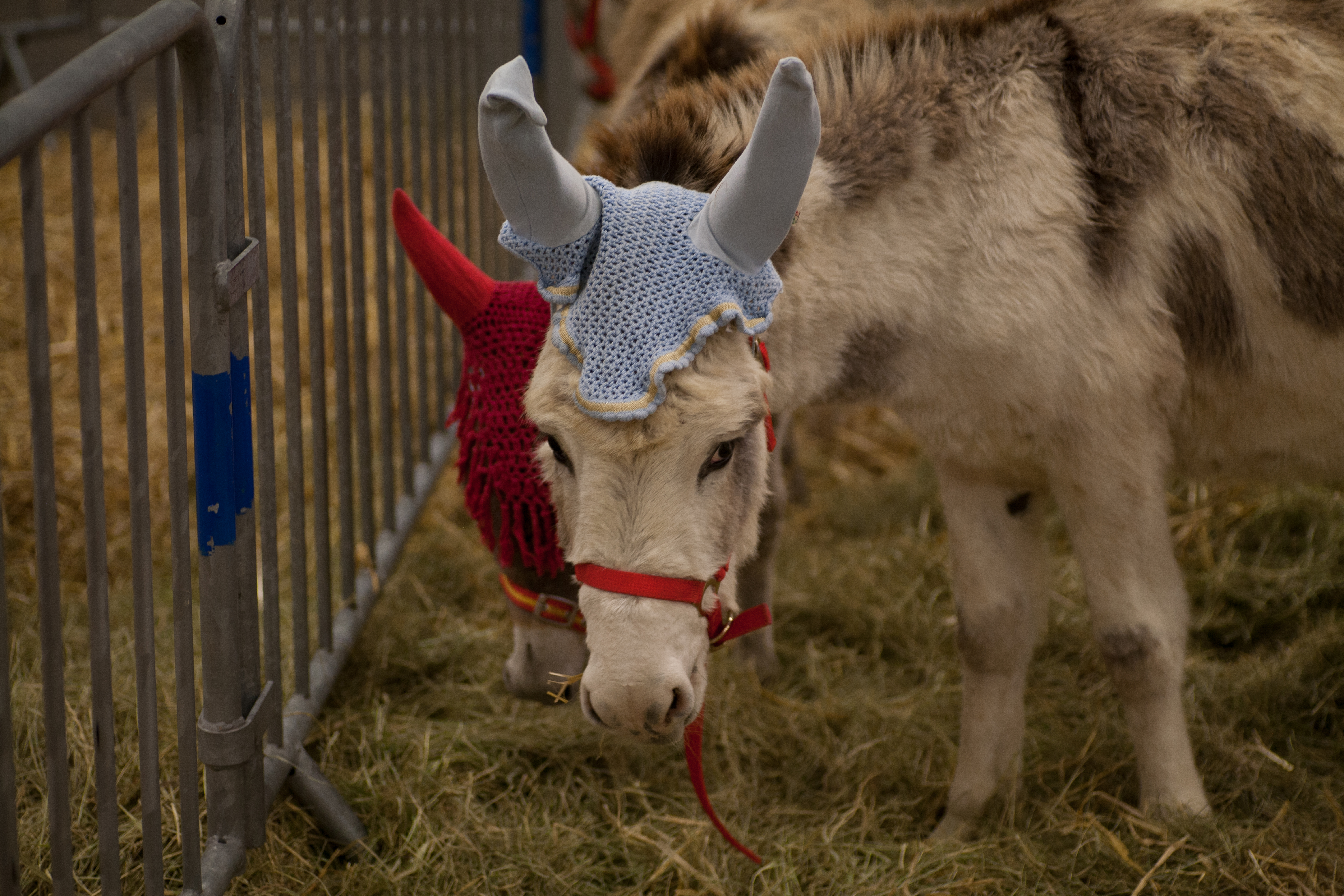 Ferme Expo à Tours Le plancher des vaches