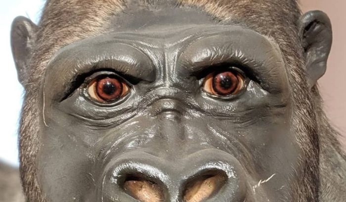 Musée histoire naturelle Tours