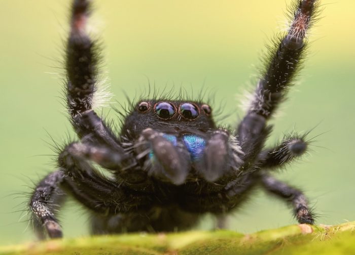 Le museum de Tours hisse&nbsp;les&nbsp;toiles&nbsp;! Voici (re)venu le règne des&nbsp;araignées