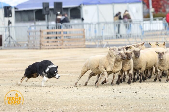 Ferme Expo Tours 2023