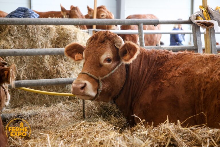 Ferme Expo Tours 2023 (Photo Benjamin Dubuis)