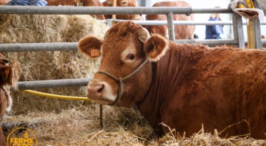 Ferme Expo Tours 2023 (Photo Benjamin Dubuis)