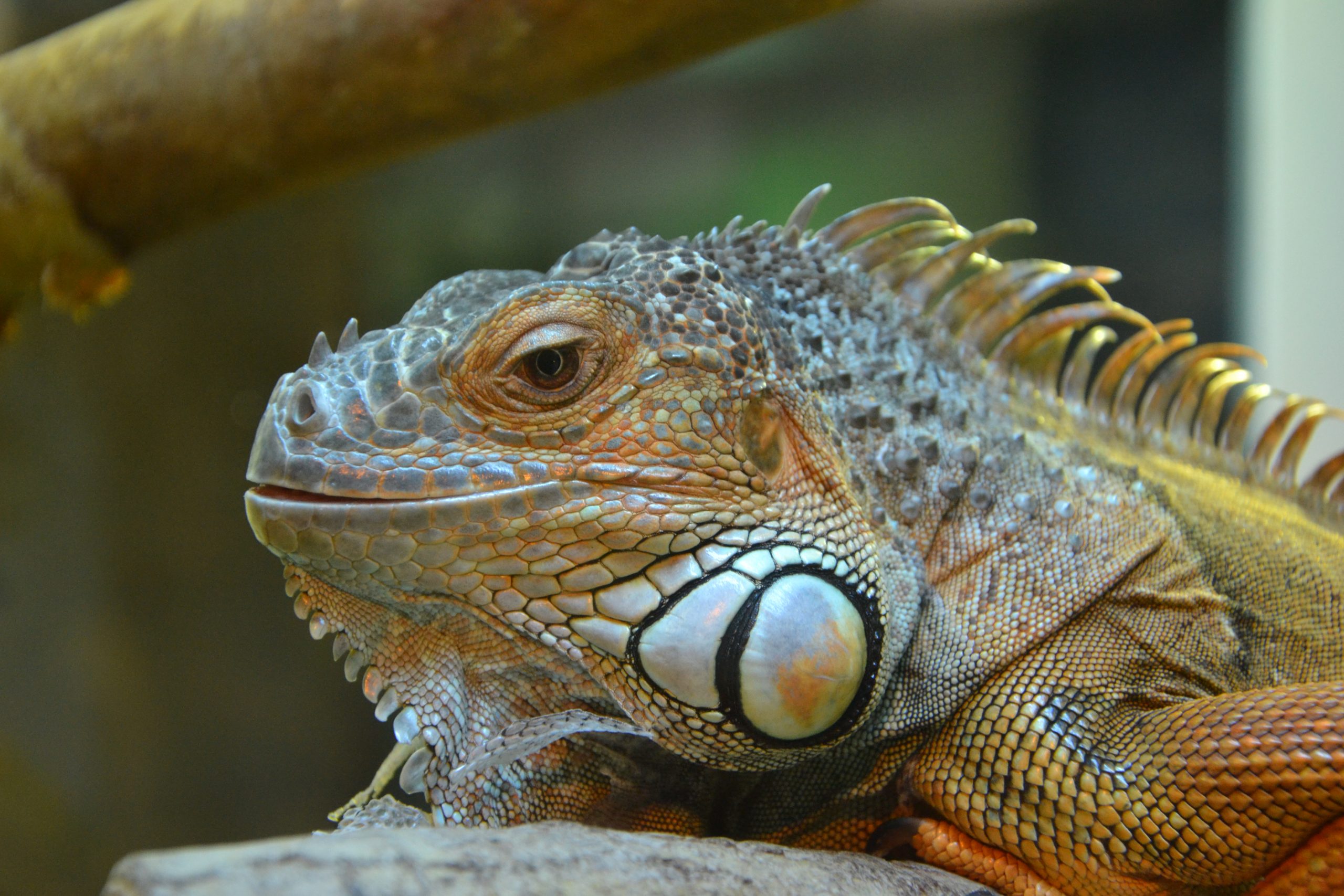 Le Muséum d’histoire naturelle monte au créneau